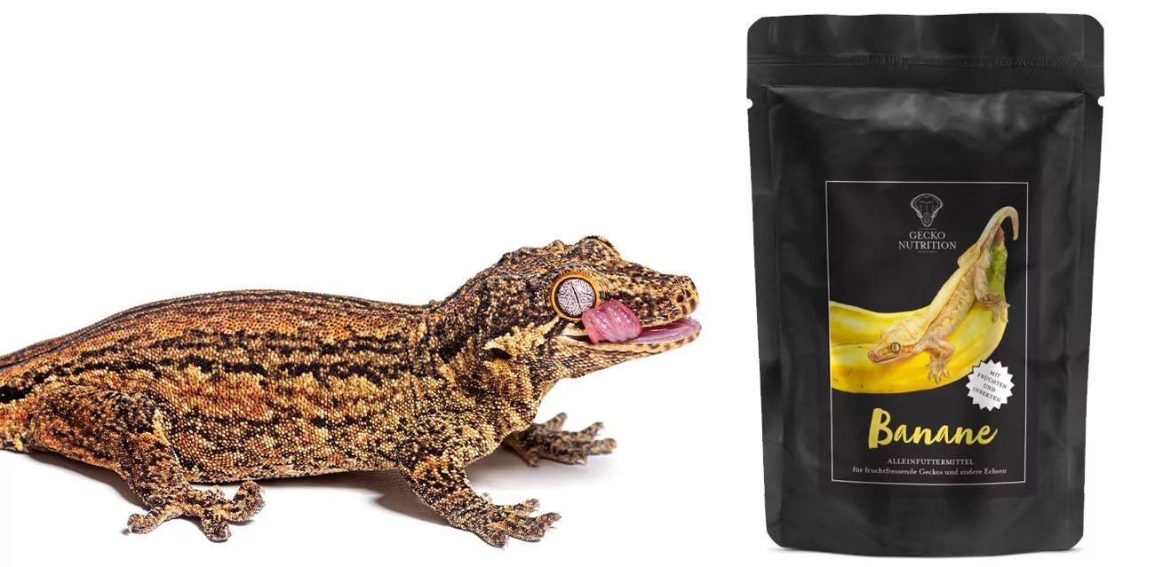 Gecko Nutrition Banan