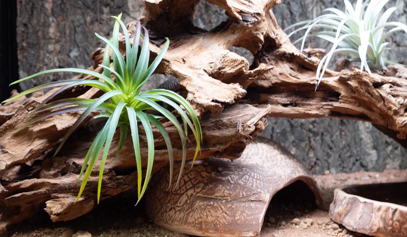 Roślina sztuczna Tillandsia Brachycaulos Abdida Green