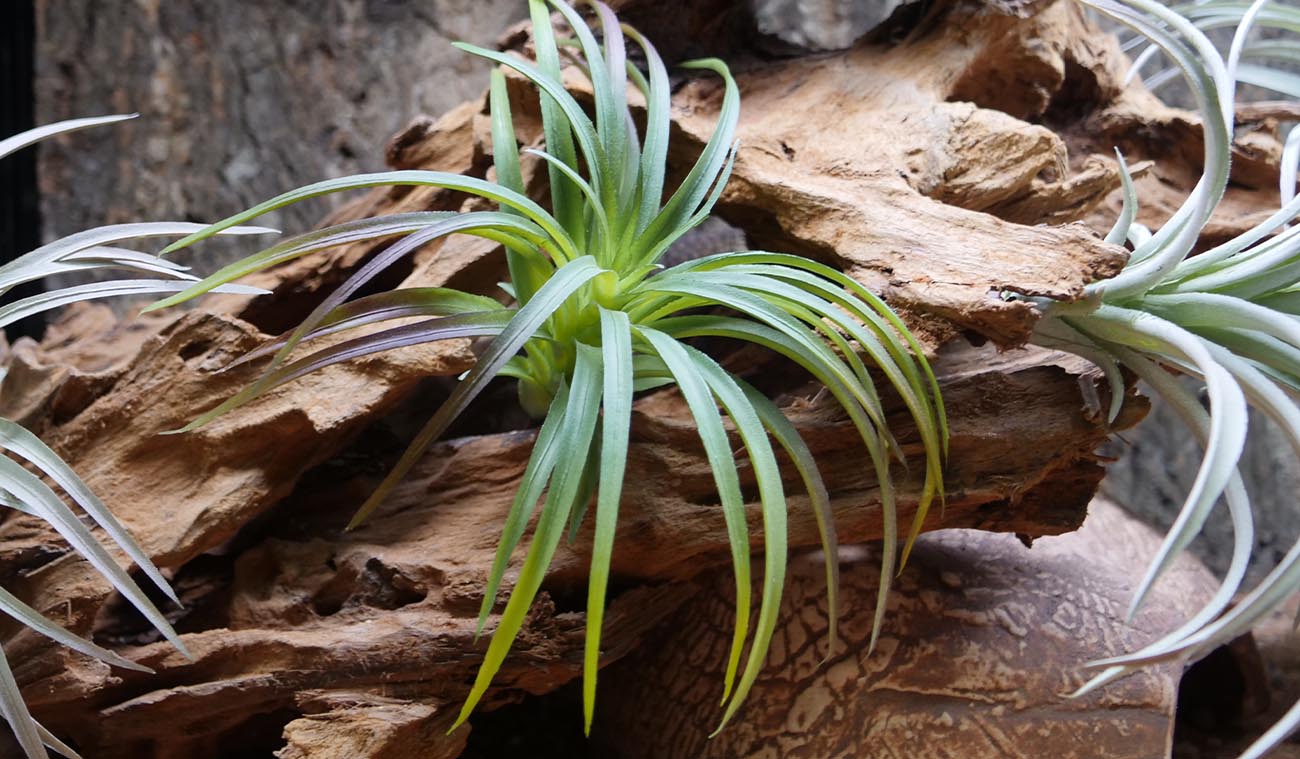 Tillandsia bezpieczna dla mieszkańca terrarium