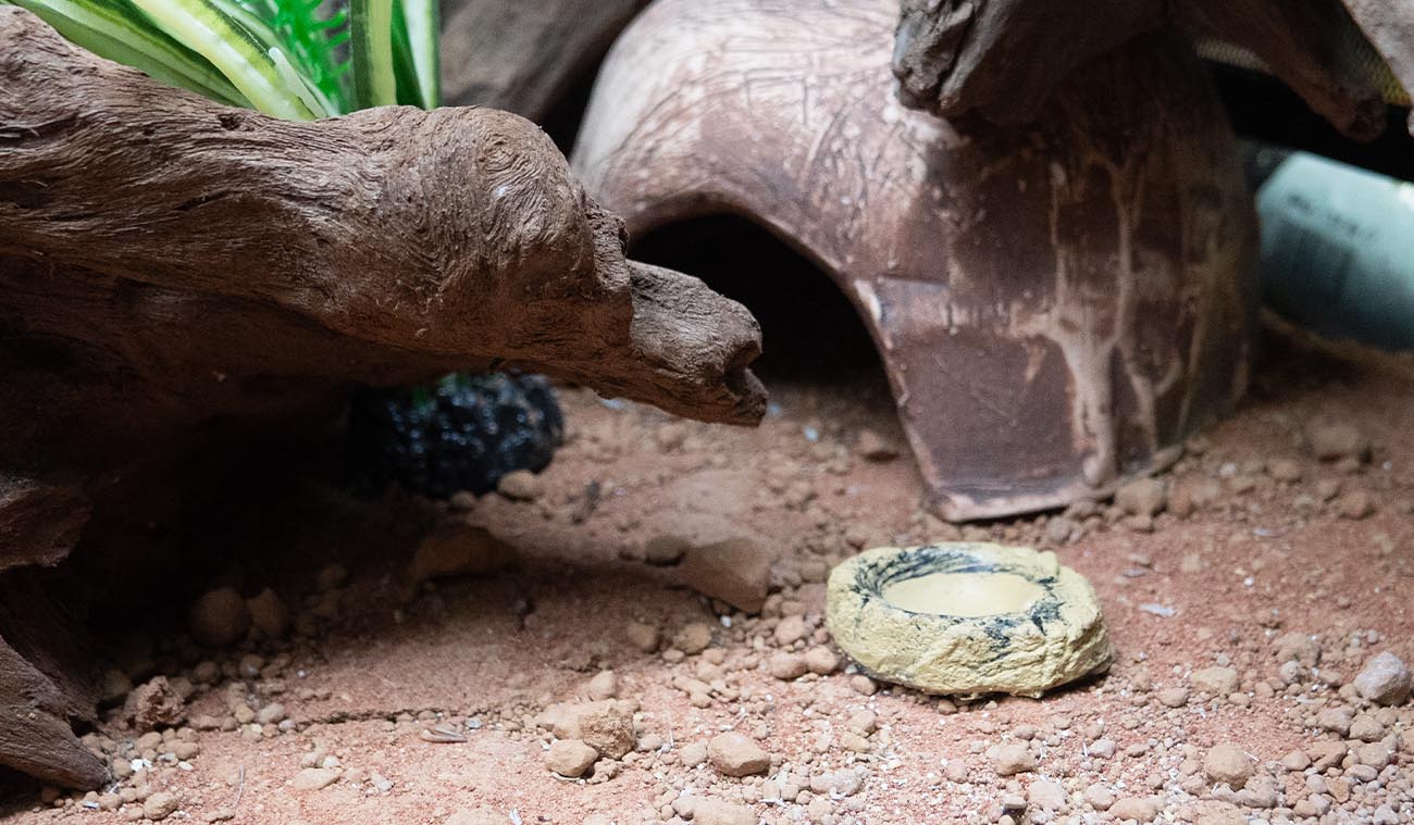 Miseczka na wodę XS do terrarium