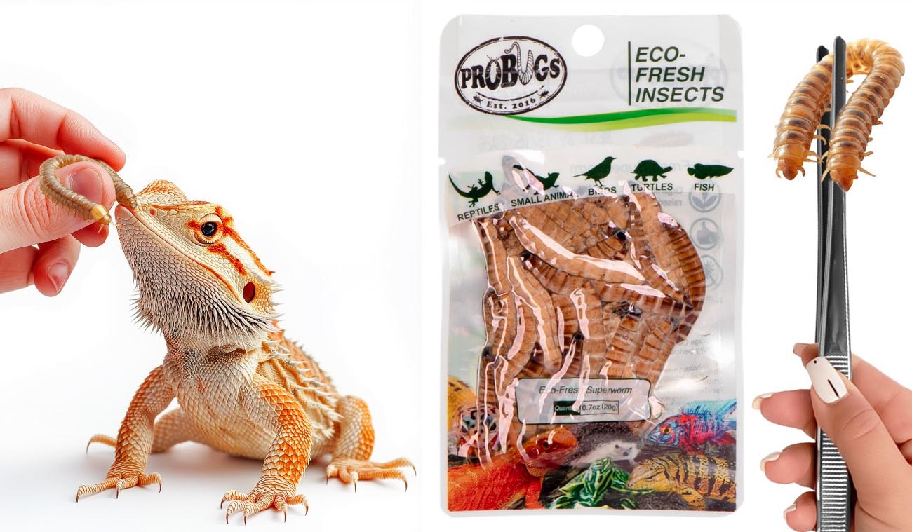 Świeże larwy drewnojada - ProBugs Eco-Fresh Superworm 20g