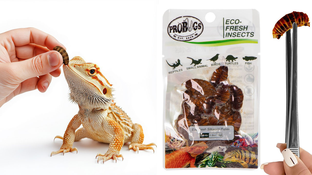 Świeże larwy jedwabnika – ProBugs Eco-Fresh Silkworms 15g