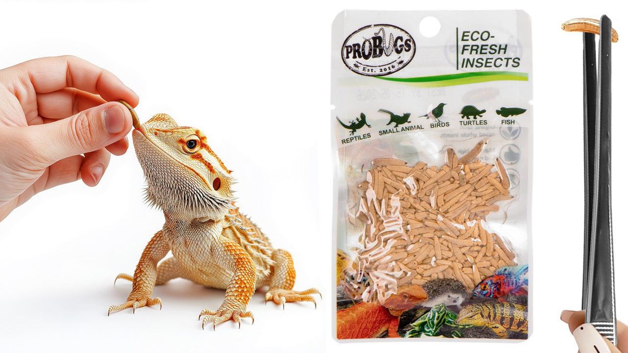 Świeże larwy muchy – ProBugs Eco-Fresh Riceworms 15g