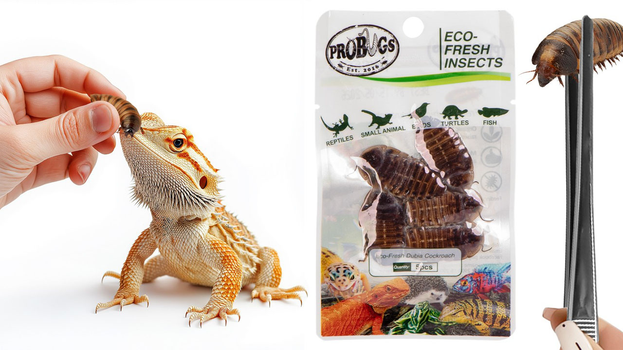 Świeże karaczany argentyńskie – ProBugs Eco-Fresh Dubia 15g