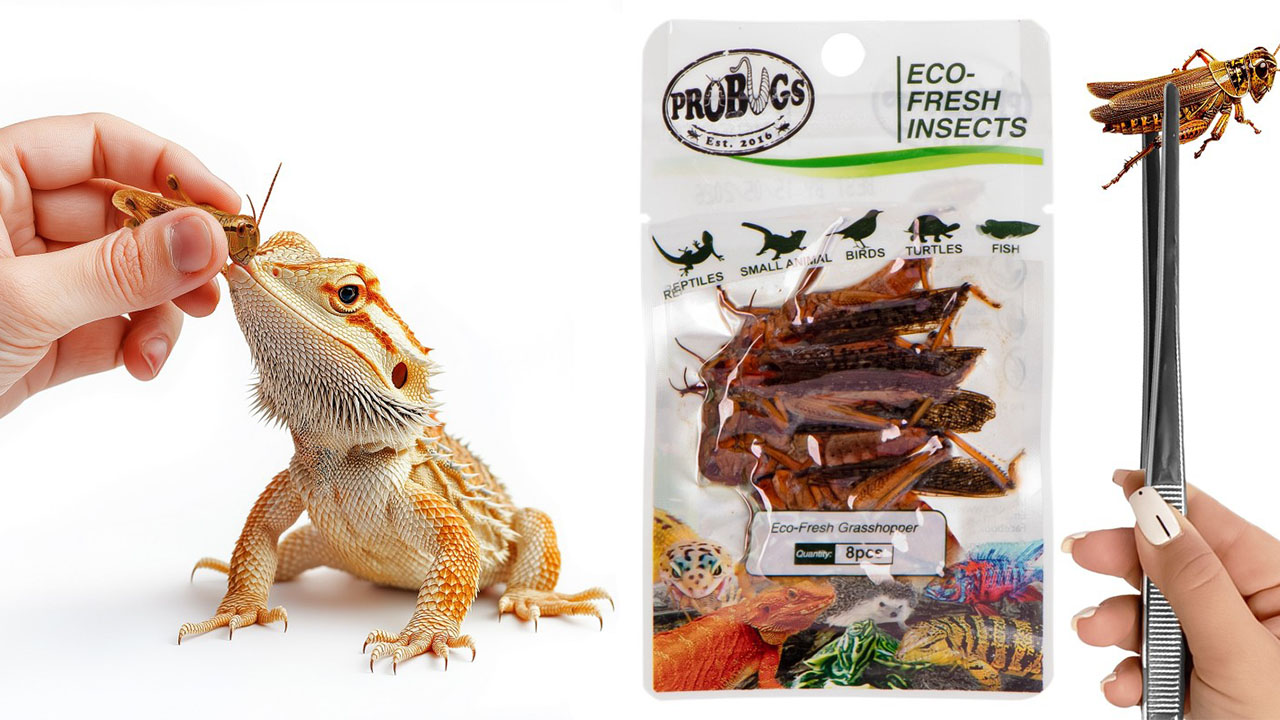 Świeże koniki polne – ProBugs Eco-Fresh Grasshopper 15g