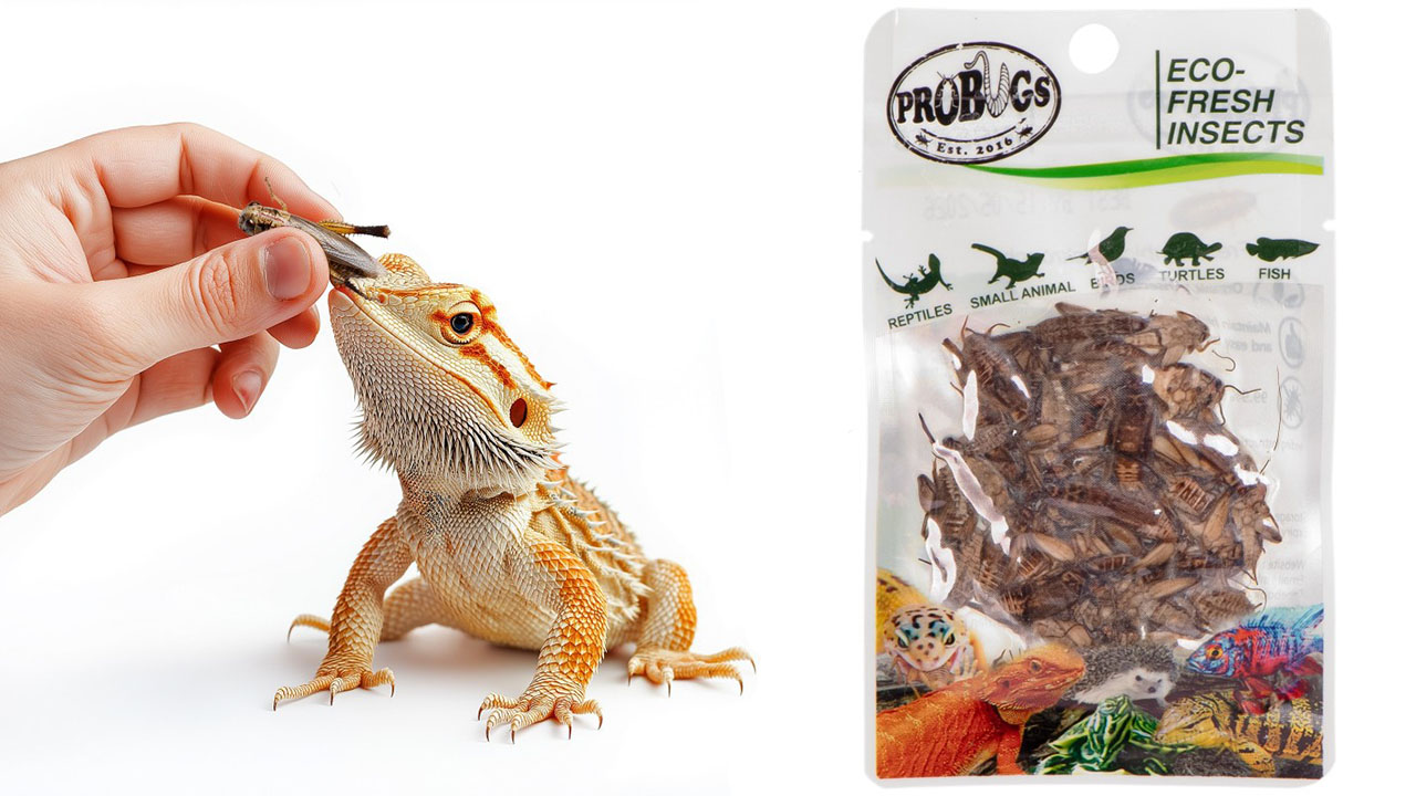 Świeże świerszcze - ProBugs Eco-Fresh Cricket 6g