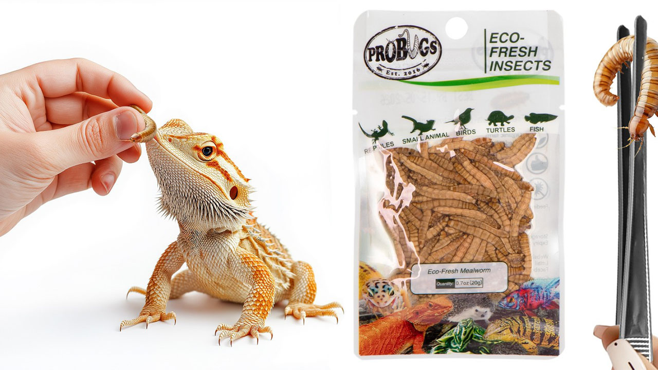 Świeże larwy mącznika - ProBugs Eco-Fresh Mealworm 20g