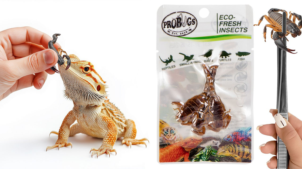 Świeże skolopendry - ProBugs Eco-Fresh Scolopendra Centipede 2szt.