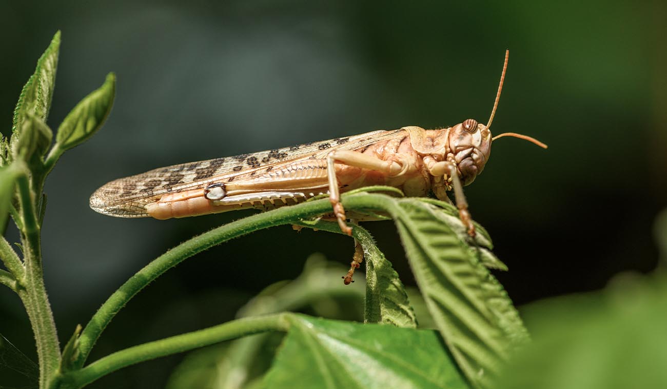 Hodowla szarańczy wędrownej