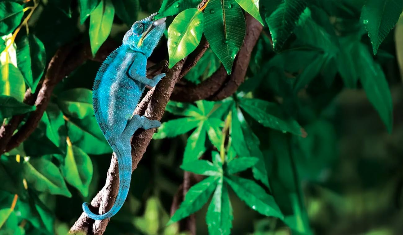 Dla kogo wybrać lianę Jungle Vine S?
