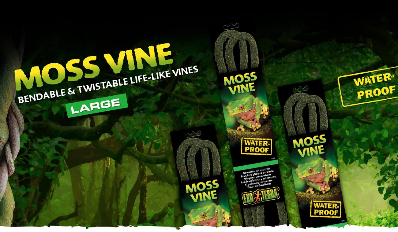 Dla kogo jest liana Moss Vine L?