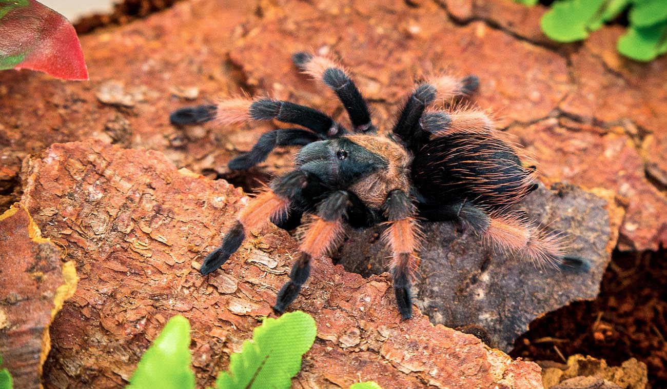 Brachypelma emilia