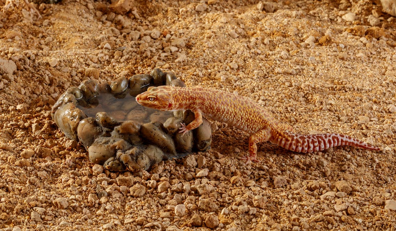 Miska narożna do terrarium na wodę i pokarm!