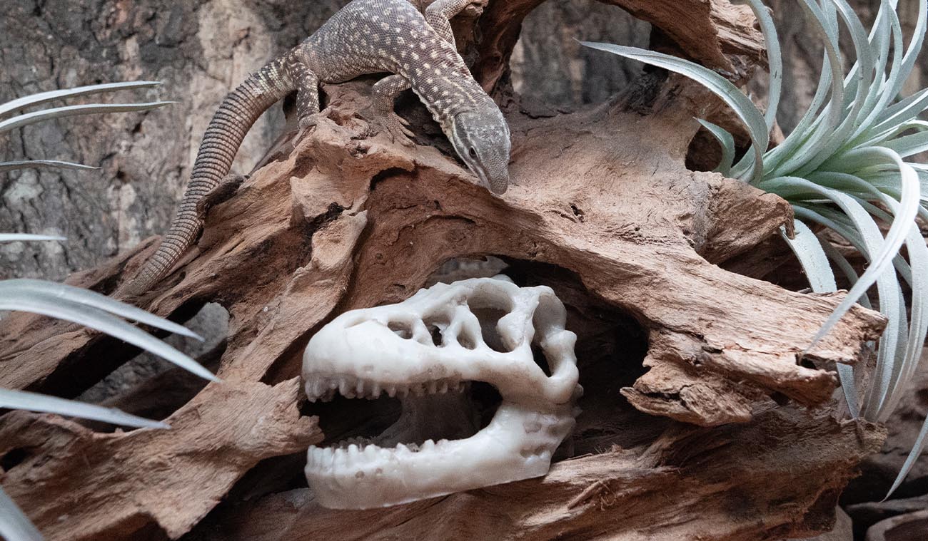 Czaszka dinozaura do każdego terrarium