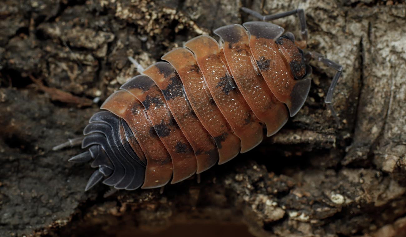 Porcellio Scaber Lava