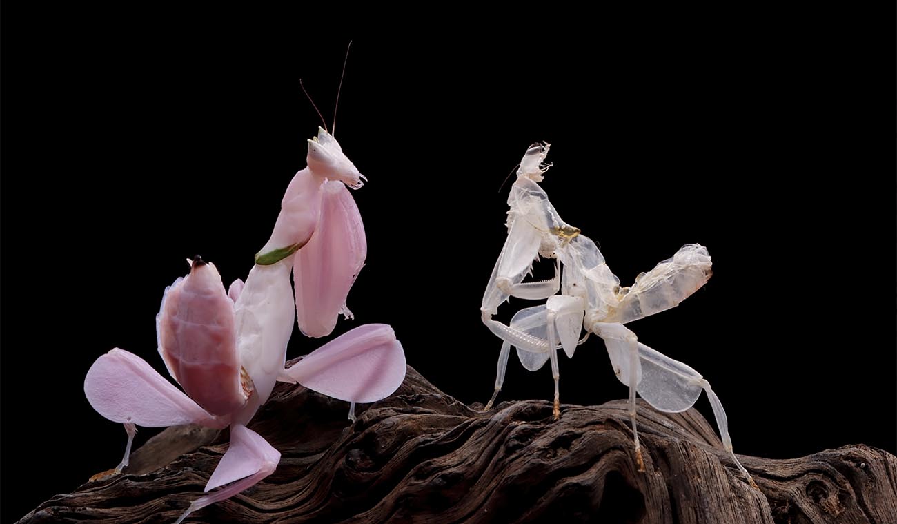 Modliszka storczykowa (Hymenopus coronatus)