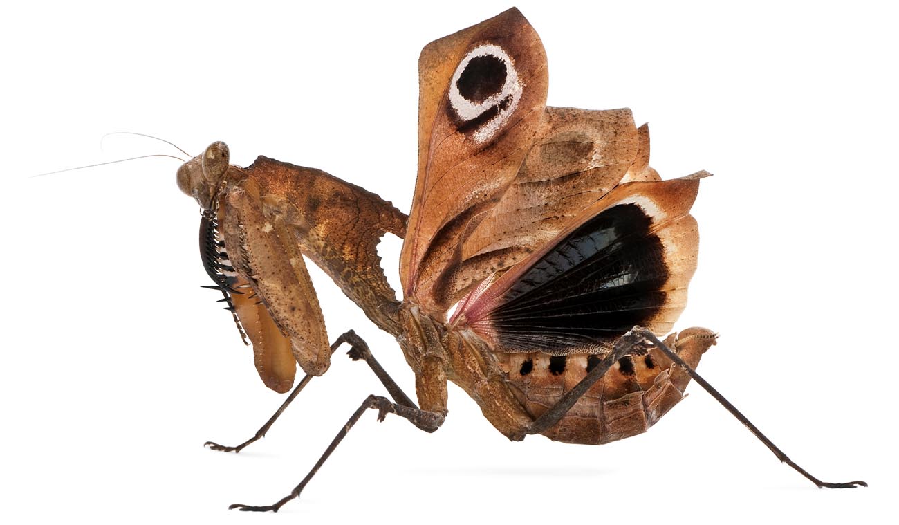 Modliszka liść (Deroplatys dessicata)