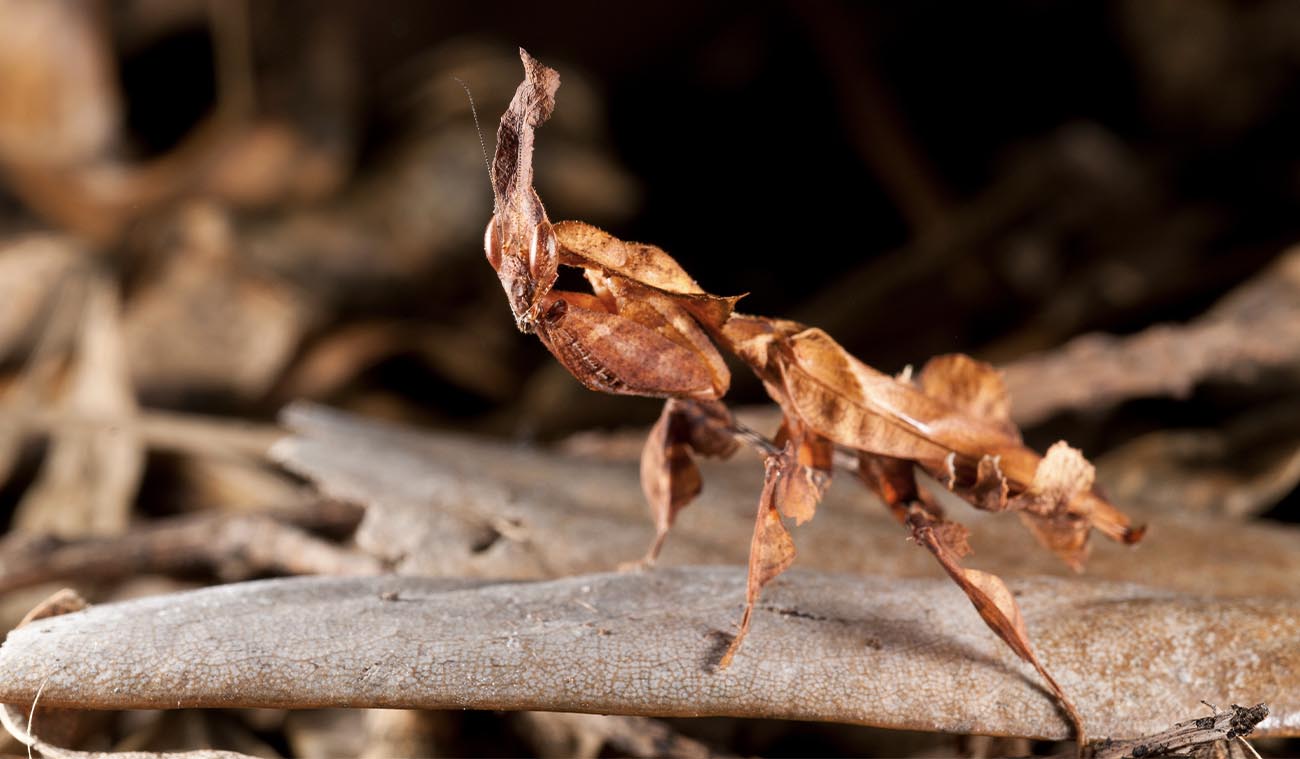 Dlaczego warto wybrać Phyllocrania paradoxa?