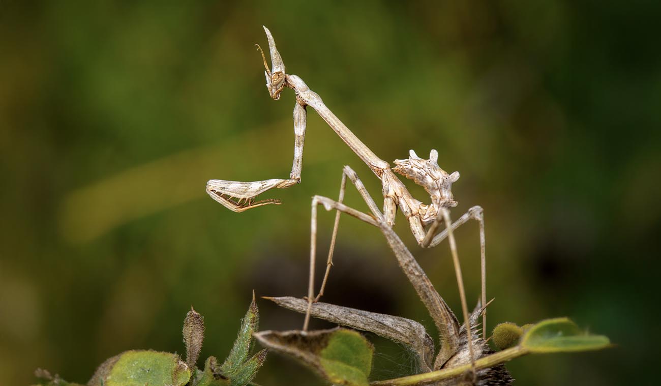 Dlaczego warto wybrać Empusa hedenborgii?
