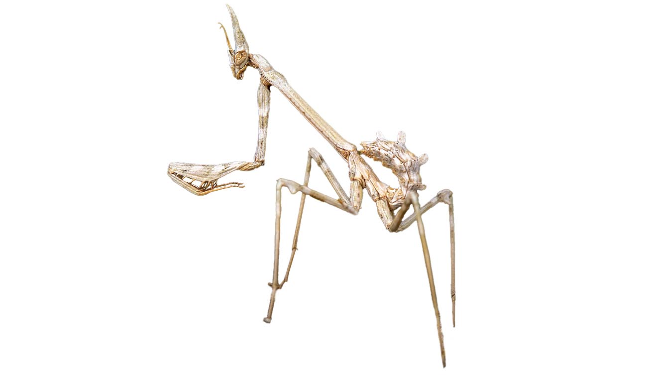 Modliszka Stożkogłowa (Empusa hedenborgii)