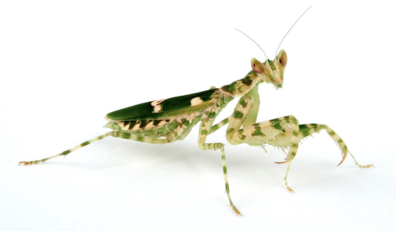 Modliszka oczkowa (Creobroter sp. Yunnan)