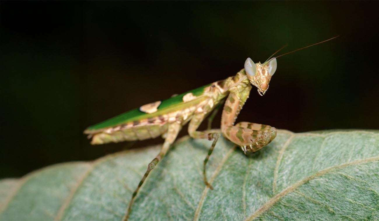 Dlaczego warto wybrać Creobroter sp. Yunnan?