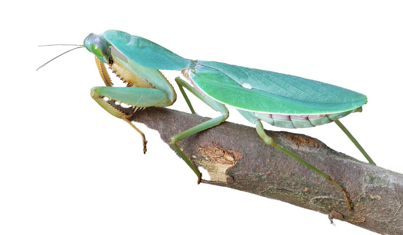 Olbrzymia modliszka tarczowa (Rhombodera valida)