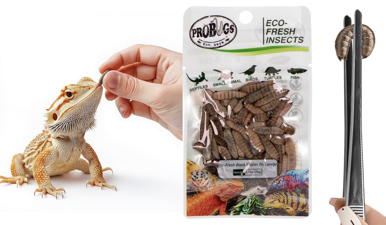 Świeże larwy muchy czarnej ProBugs Eco-Fresh