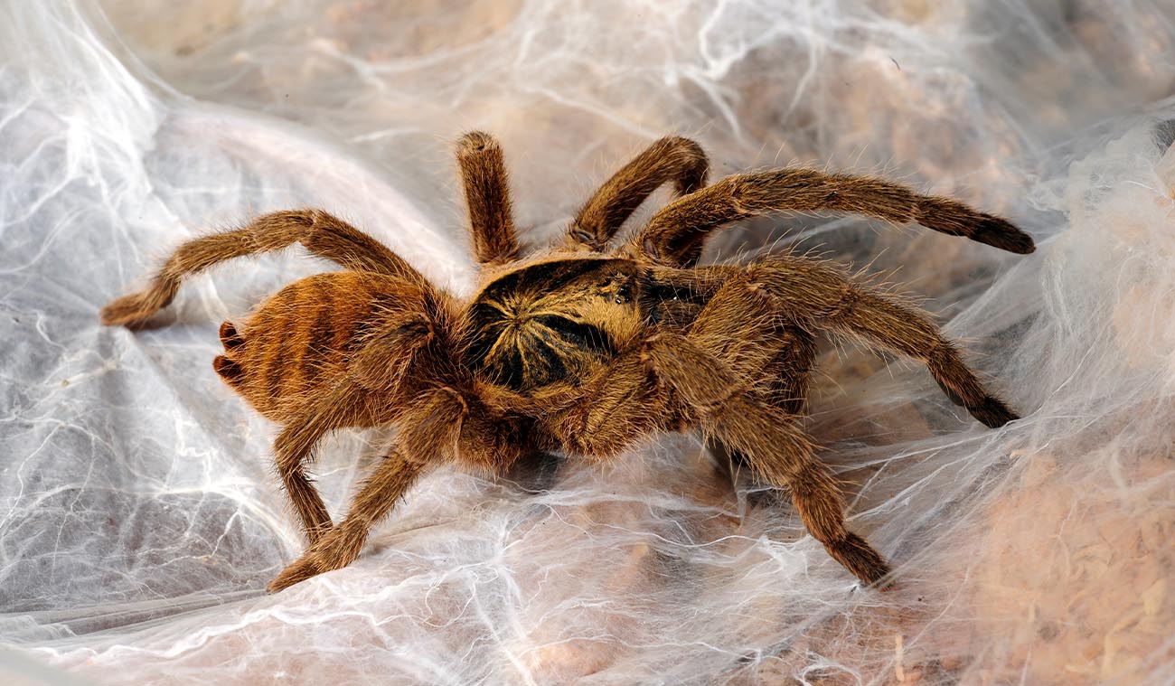 Neoholothele incei