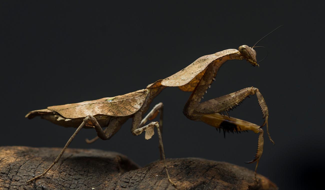 Hodowla Deroplatys lobata