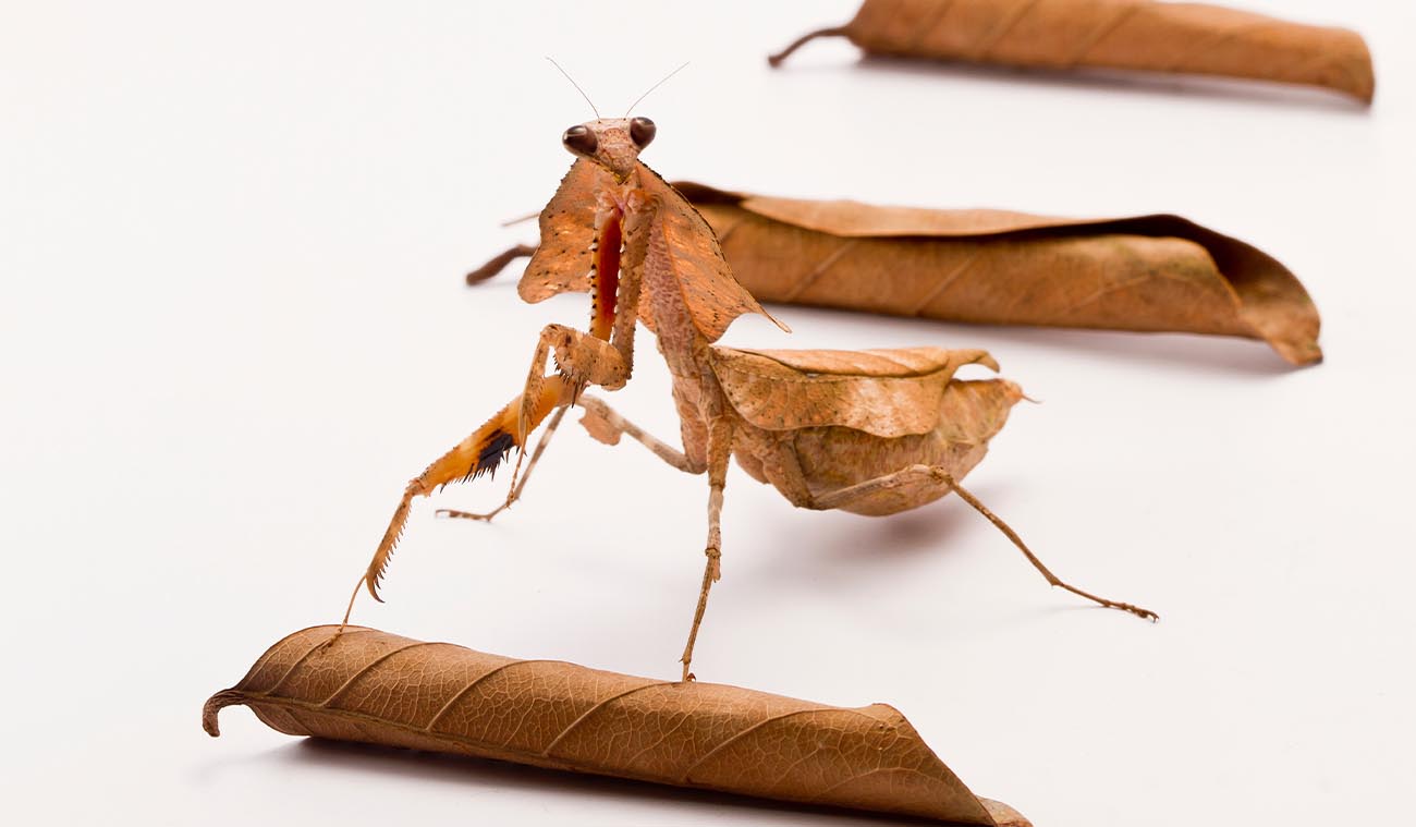 Dlaczego warto wybrać Deroplatys lobata
