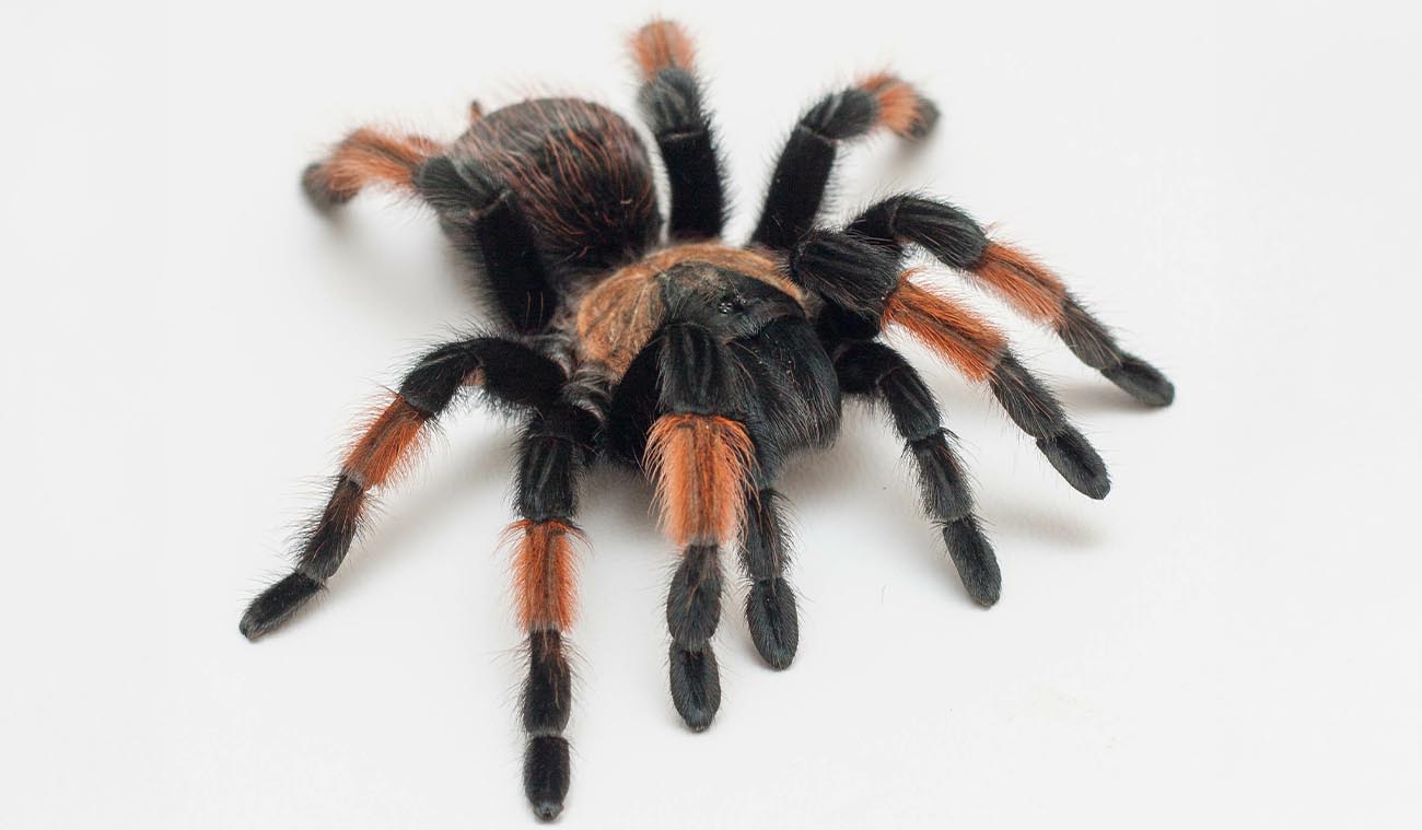 Hodowla Brachypelma Emilia