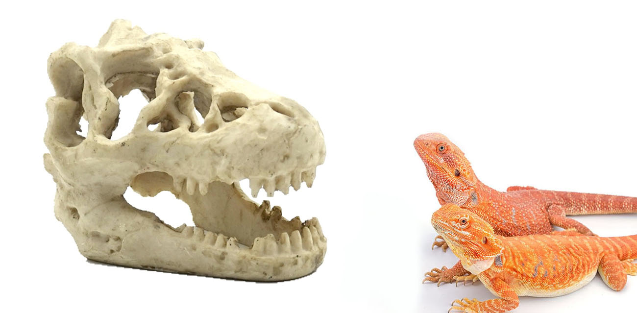 Reptile Nova Kryjówka "Czaszka Dinozaura" 16cm