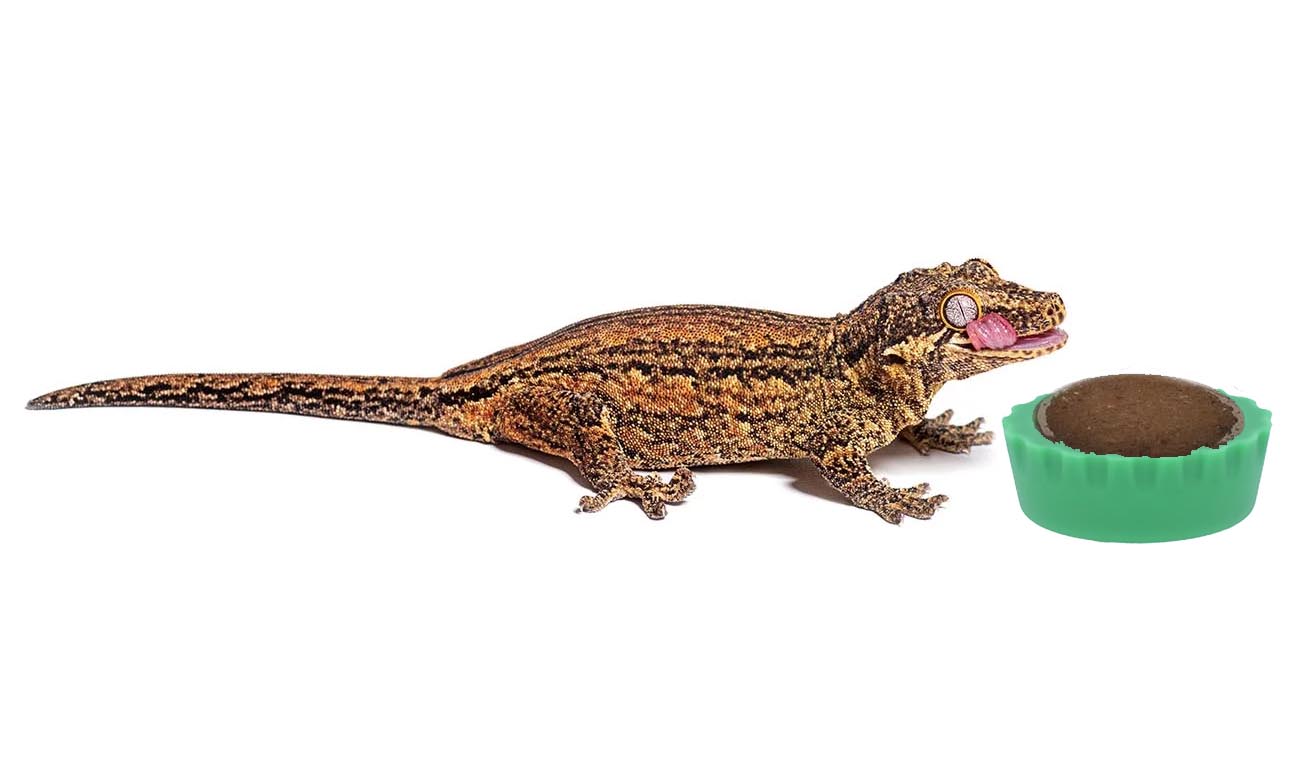 Miska Silikonowa Zielona Gecko Nutrition