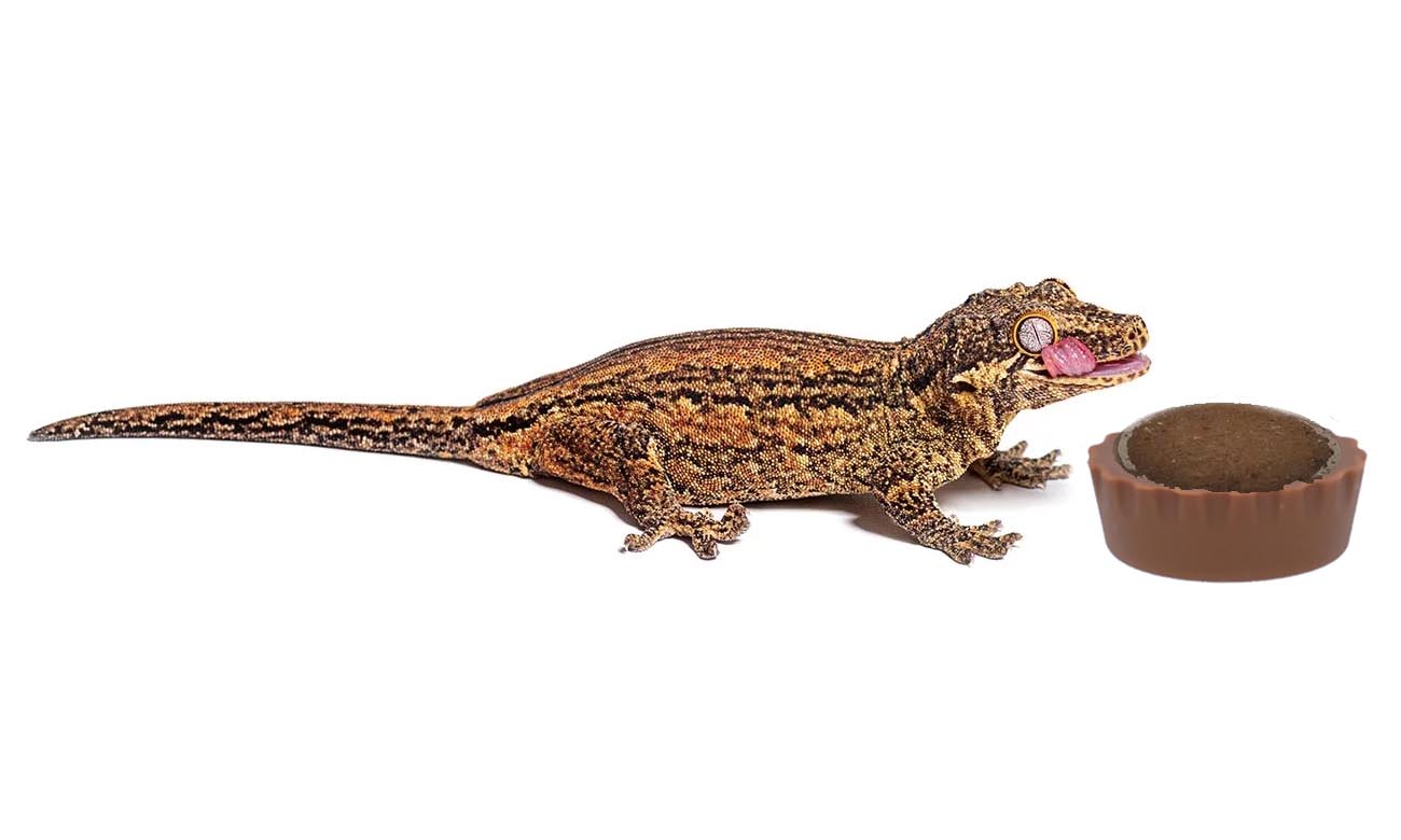 Miska Silikonowa Brązowa Gecko Nutrition
