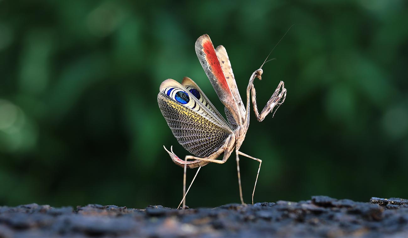 Obserwacja Pseudempusa pinnapavonis
