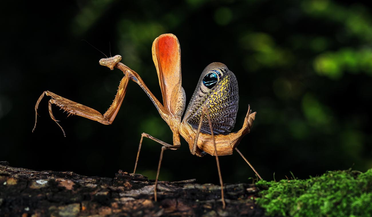 Modliszka (Pseudempusa pinnapavonis)