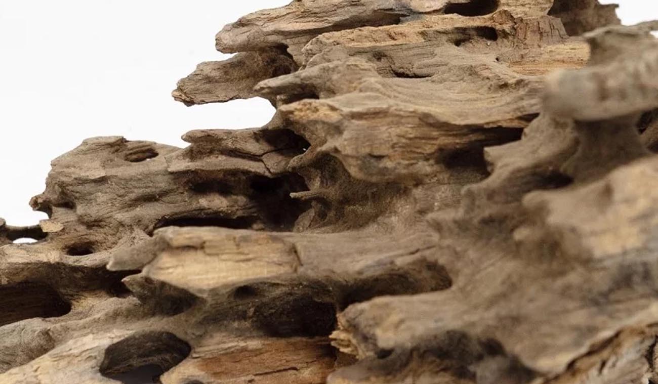 Dragon DriftWood - Korzeń do Akwarium i Terrarium
