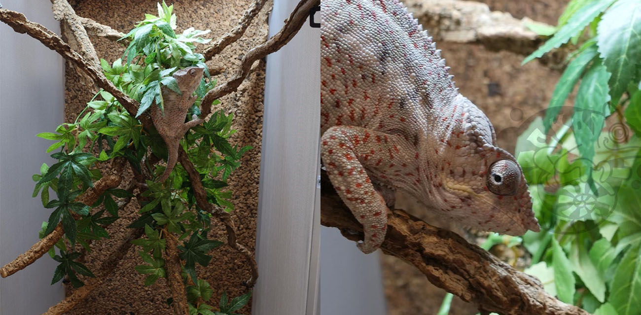Zestaw Hodowlany dla Kameleona z Terrarium Siatkowym 100cm