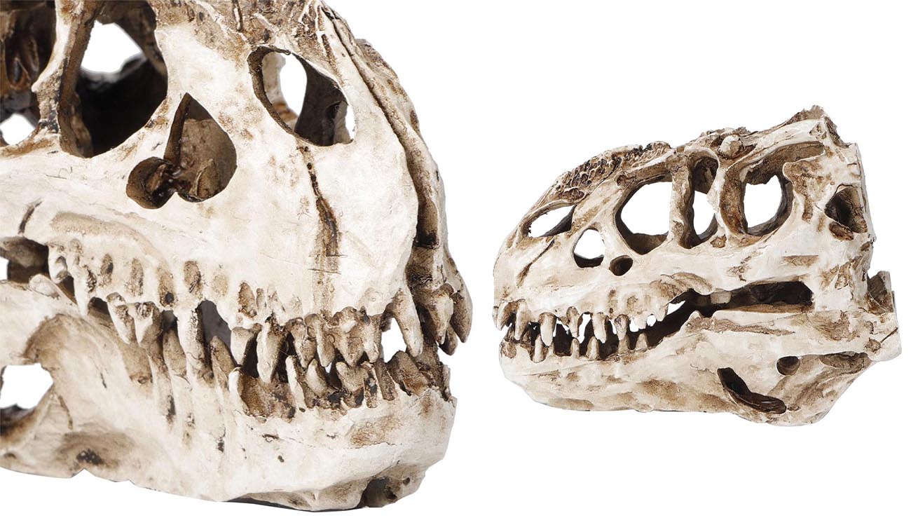 Czaszka Tyranozaura 16cm ATD