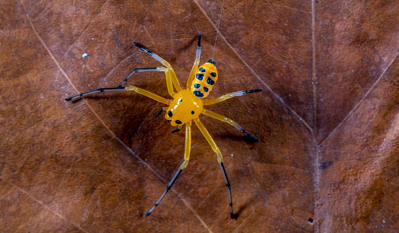 Wygląd i charakterystyka Platythomisus octomaculatus