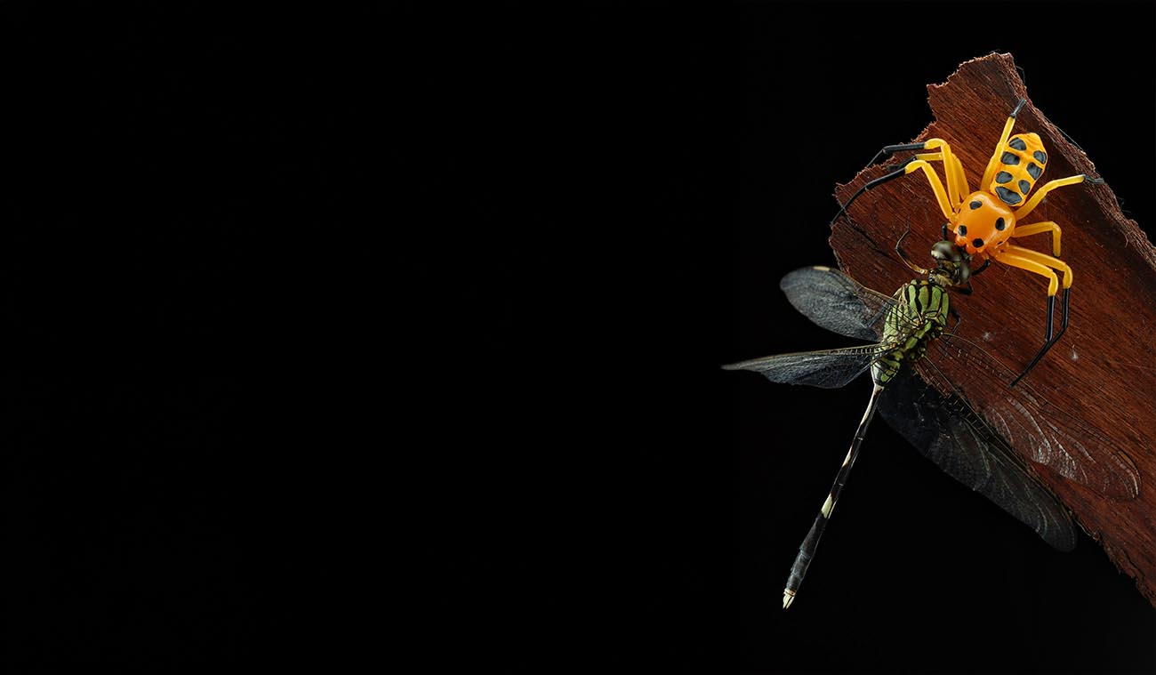 Platythomisus octomaculatus