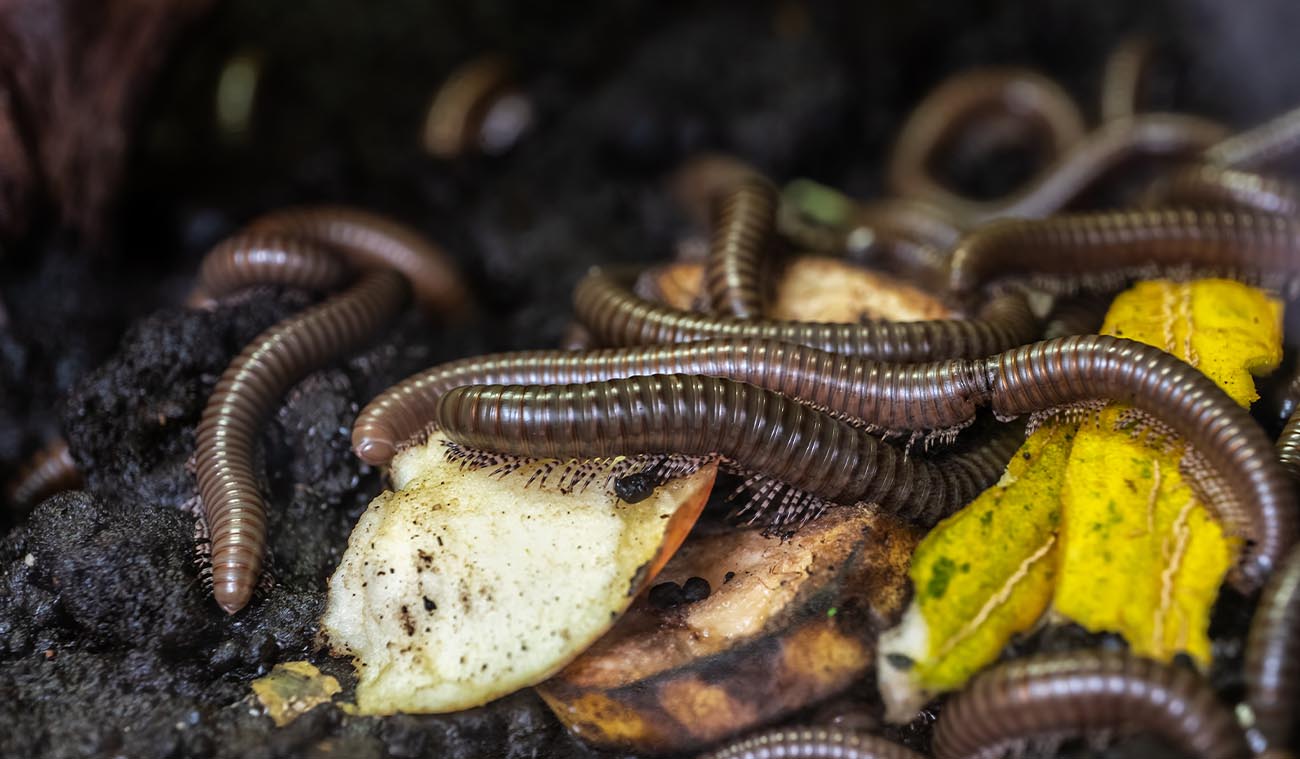 Krocion g Kenijski Wij Telodeinopus Aoutii GadziSklep pl krocion-g-kenijski-wij-telodeinopus-aoutii-gadzisklep-pl