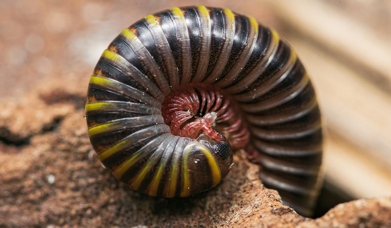 Dlaczego warto wybrać Anadenobolus monilicornis