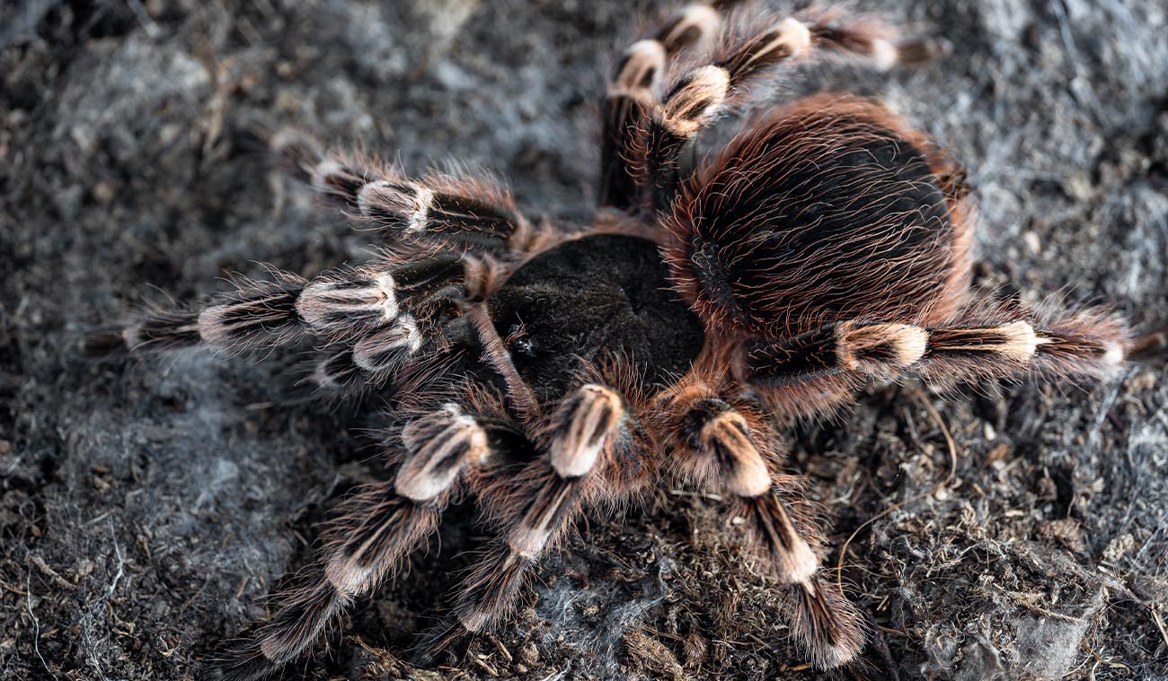Dlaczego warto wybrać Acanthoscurria geniculata?