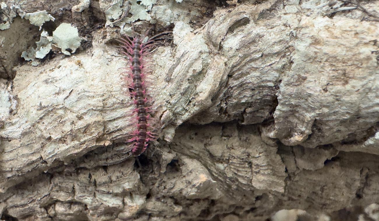 Wygląd i zachowanie Desmoxytes planata