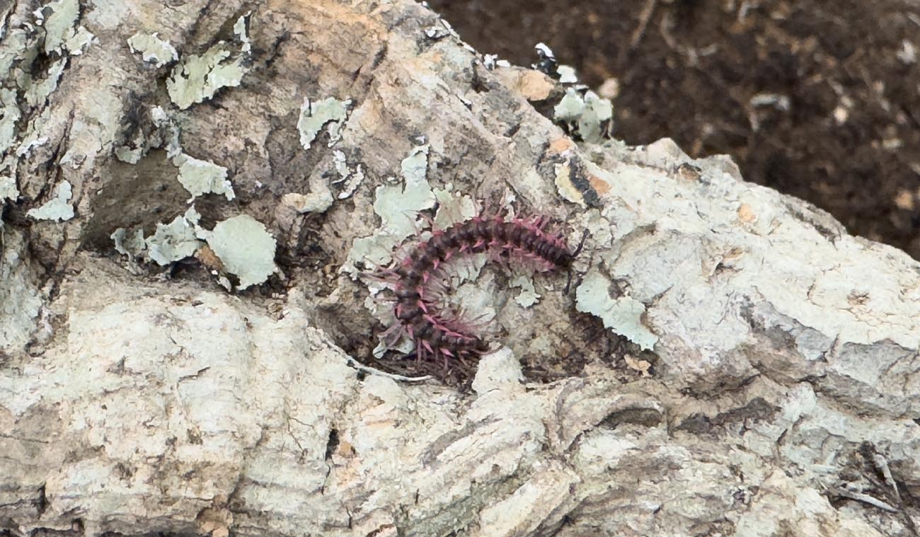 Desmoxytes planata