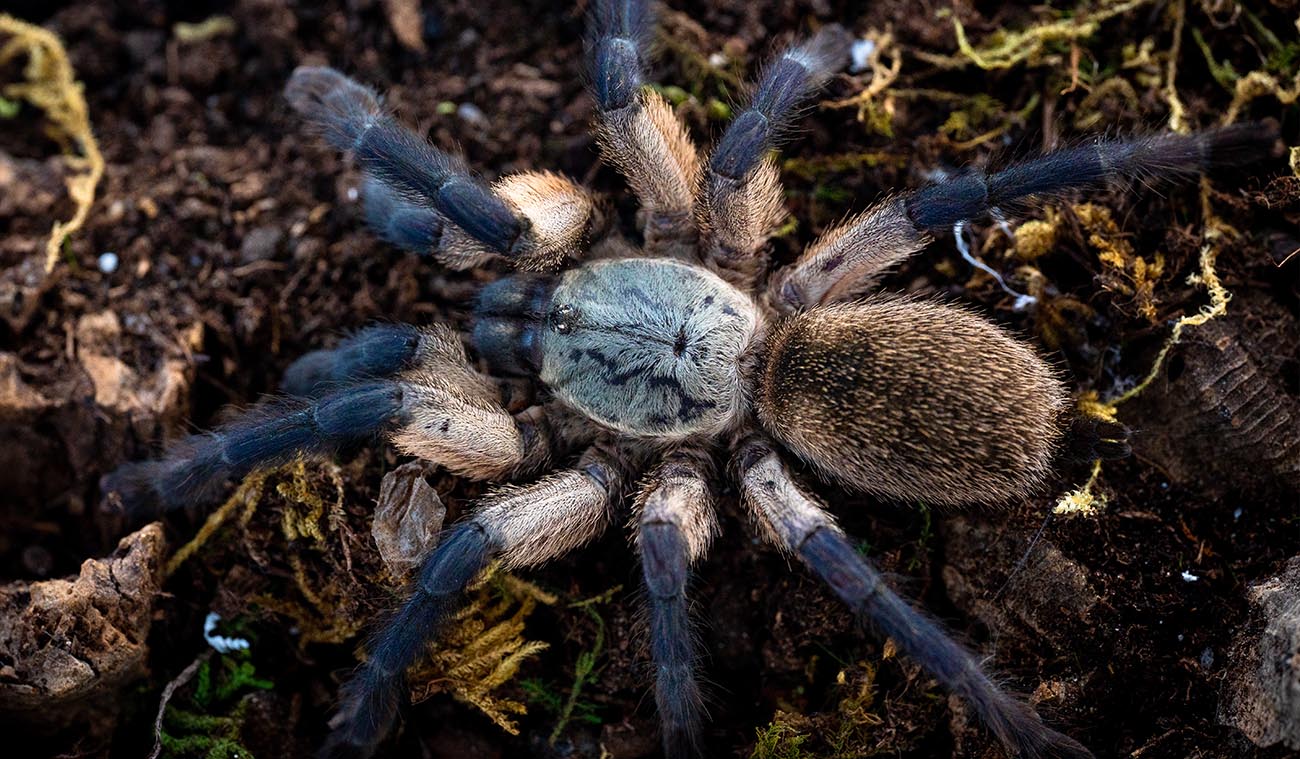 Monocentropus balfouri (Socotra Island Blue Baboon)