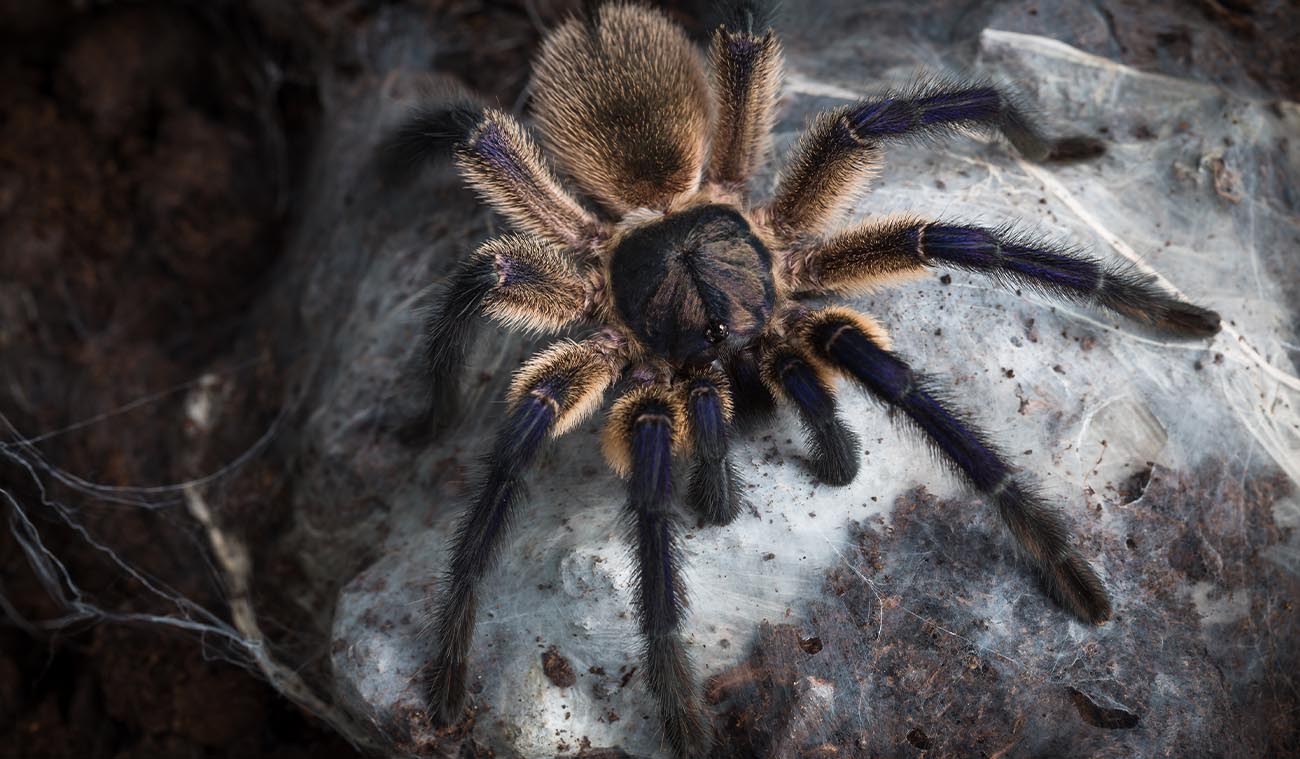 Dlaczego warto wybrać Monocentropus balfouri?