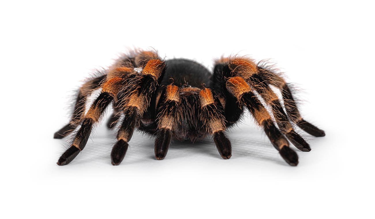 Dlaczego warto wybrać Brachypelma hamorii?